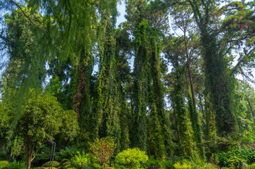 Summer scenery of Wuhan Botanical Garden, Hubei, China