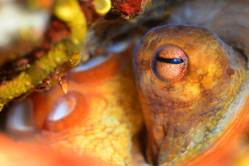 Close-up octopus eye (Octopus vulgaris Cuvier, 1797) Gallipoli, Canakkale/ Turkey.