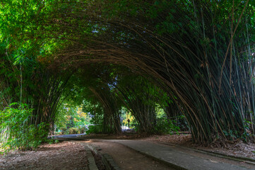 Summer scenery of Wuhan Botanical Garden, Hubei, China