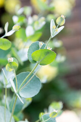 Eucalyptus live plant branch detail. Eucalyptus gunnii, cider gum. Selective focus.