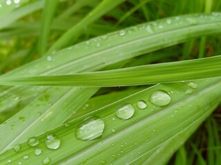 water drops on a grass