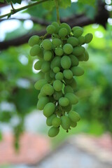 bunch of grapes