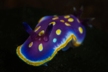 Nudibranch on dark background ( Felimidia luteorosea) Çanakkale, Turkey.