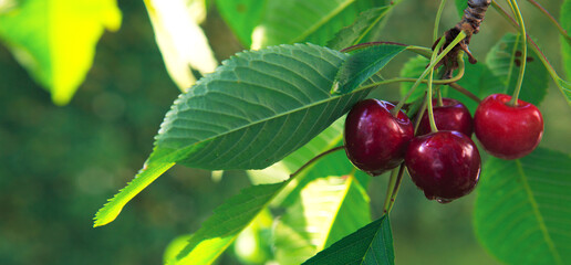 Close up on big Cherries hanging on a cherry tree branch.