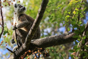 Lemur in Madagascar, carefully looking around