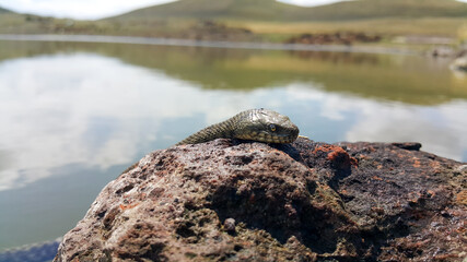 Selective focus on the reptile's head. Common Water Snake (Natrix). The snake Natrix lies on a stone. Python is black and orange. The concept of wild nature.