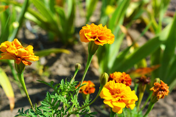 Bright and colorful Ukrainian folk flowers, shaggy orange black-shavens, marigolds growing on the street of the city of Dnipro, the country of Ukraine. Sun-loving flowers growing on sun, black-haired.