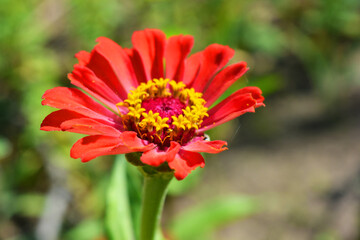 Magical annual zinnia flowers, disambiguation majors growing on the streets of Dripro. Fascinating bloom of unusual and colorful Ukrainian flowers blooming under the rays of the summer sun in August.