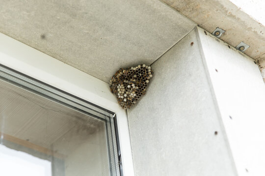 A large hornet's nest. You can see empty and filled cells and wasp insects. The nest is hangs in the window opening of the house.