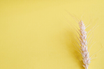 One ripe ear of wheat on yellow background