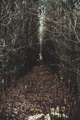 A narrow passage in the thicket of the forest