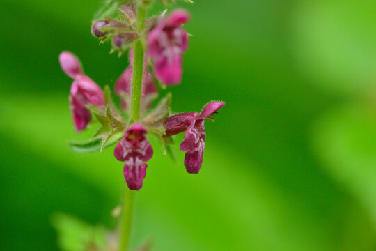 Wald-Ziest (Stachys sylvatica)	