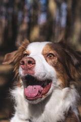 happy Australian shepherd