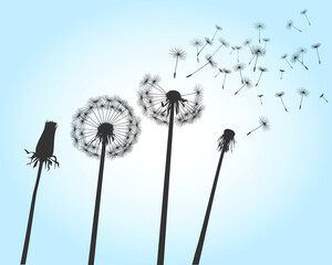 Shape of vector dandelion on blue sky and flying seeds. Outline illustration.