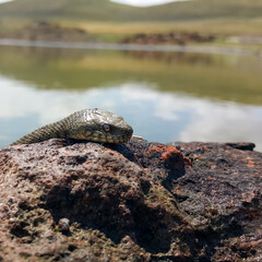 Selective focus on the reptile's head. Common Water Snake (Natrix). The snake Natrix lies on a stone. Python is black and orange. The concept of wild nature.