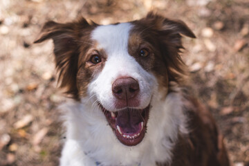 the smiling Australian shepherd