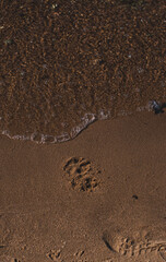Dog tracks in the wet sand