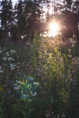 morning in the woods