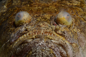 Urascopus scaber hidden in the sand...Çanakkale, Turkey.
