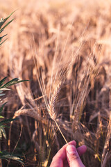 hand holding wheat