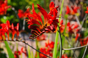 Flower bed with red crocosmia flowers in a garden.