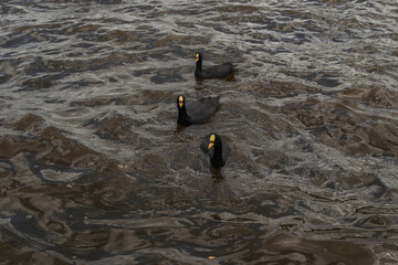 Patos negros en el agua