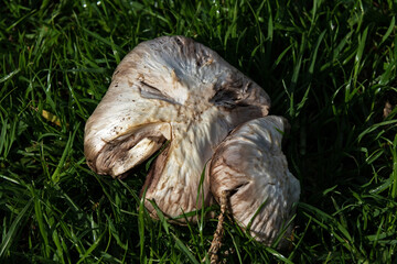A mushroom on wet grass.