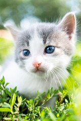 kitten on the grass.