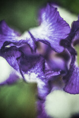 purple iris flower