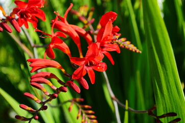 Flower bed with red crocosmia flowers in a garden.