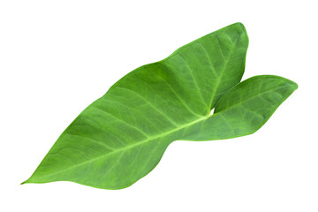 Large heart shaped green leaves of Elephant ear or taro (Colocasia species) the tropical foliage...