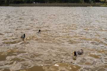 Patos negros en el agua