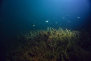 Fototapeta na wymiar night underwater landscape / diving at night in fresh water, green algae, clear fresh water at night in the lake