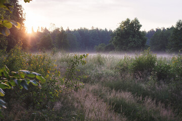 morning mist in the forest