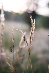 dry grass in the wind