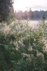misty morning in the forest