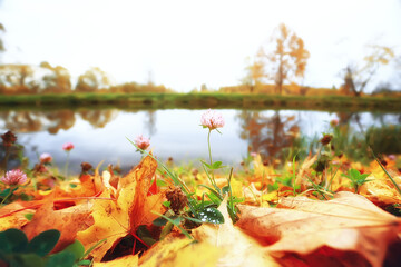 Fallen yellow leaves background / Blurred yellow autumn background with leaves on the ground, Indian summer, October leaves