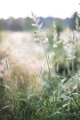 wild flowers in the field