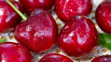 Close up of big red cherries with water drops.