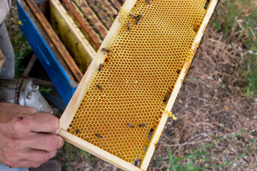 La r&eacute;colte du miel chez un apiculteur