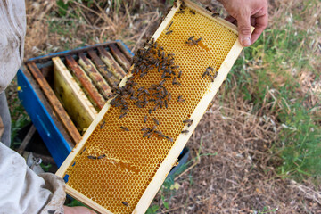La r&eacute;colte du miel chez un apiculteur