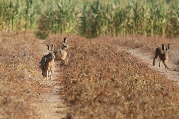 drei Hasen Leporidae laufen über ein Feld