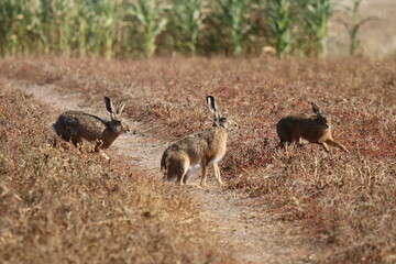drei Hasen sitzen oder laufen auf einem Feld Leporidae © ReNi