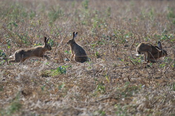 drei Hasen - Lepus - sitzen oder laufen auf einem Feld © ReNi