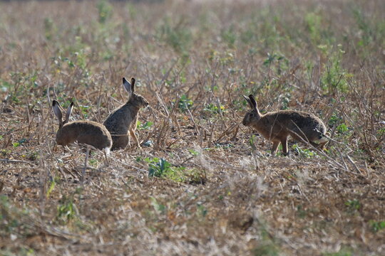drei Hasen sitzen oder laufen auf einem Feld
Leporidae