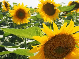 Fototapeta premium Bright yellow sunflowers in the evening sun in a sonflower field in Hungary in July sunny day