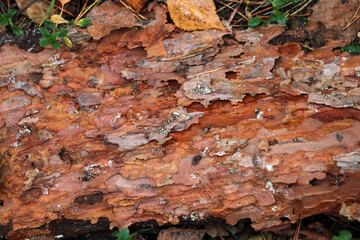 Fallen tree trunk. The bark of the tree is damaged by larvae and insects.