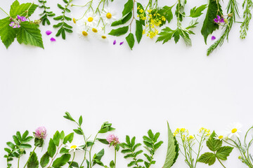 Frame of fresh medicinal herbs and wild flowers top view © 9dreamstudio