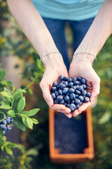 Modern woman working and picking blueberries on a organic farm - woman power business concept.