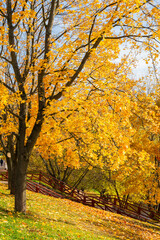 Fototapeta premium Maple tree and fallen leaves in autumn, Narodnyy Park, Central Chertanovo, Moscow, Russia
